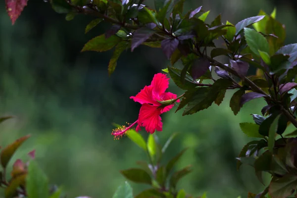 Hibiscus Bloem Uit Kaasjeskruidfamilie Malvaceae Hibiscus Rosa Sinensis Bekend Als — Stockfoto