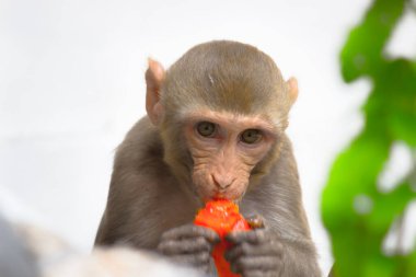 Rhesus makağı maymunu, kırmızı yüzlü ve arkası olan kahverengi primatlar ya da maymunlar aynı zamanda Macaca ya da Mullata olarak da bilinir. Bir yaz öğleden sonra ağacın altında aç bir şekilde meyve yiyorlar. 