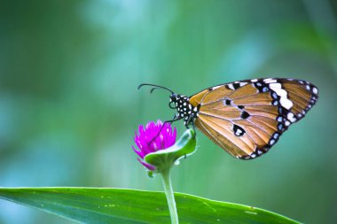   Danaus chrysippus, ya da bilinen adıyla sade kaplan, Afrika kraliçesi, Danainae, Asya 'da yaygın olarak görülen bir kelebek türüdür..