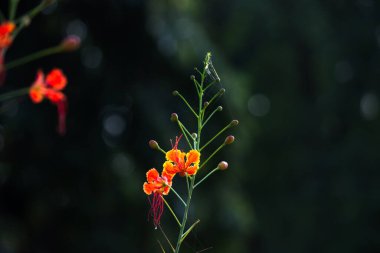 Flam-boyant (Flam-boyant, Alev Ağacı, Royal Poinciana, Delonix regia), Fabaceae familyasından bir çiçek türü.