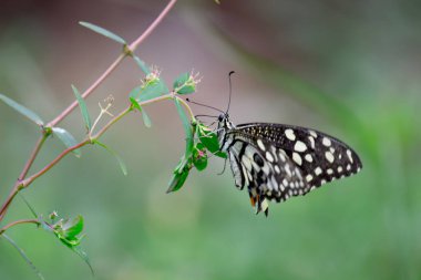 Papilio demoleus yaygın ve yaygın bir kırlangıç kelebeğidir. Kelebek ayrıca limon kelebeği, limon kelebeği, limon kırlangıcı ve kareli kırlangıç olarak da bilinir. Bu yaygın isimler ev sahibi bitkilere gönderme yapar.