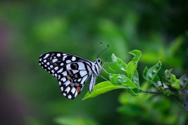 Papilio demoleus yaygın ve yaygın bir kırlangıç kelebeğidir. Kelebek ayrıca limon kelebeği, limon kelebeği, limon kırlangıcı ve kareli kırlangıç olarak da bilinir. Bu yaygın isimler ev sahibi bitkilere gönderme yapar.