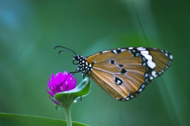 Danaus chrysippus, Afrika kraliçesi, Asya, Avustralya ve Afrika 'da yaygın olarak görülen orta büyüklükte bir kelebek türüdür. Fırça ayaklı kelebek familyası Nymphalidae 'nin Danainae alt familyasına aittir.