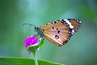 Danaus chrysippus, Afrika kraliçesi, Asya, Avustralya ve Afrika 'da yaygın olarak görülen orta büyüklükte bir kelebek türüdür. Fırça ayaklı kelebek familyası Nymphalidae 'nin Danainae alt familyasına aittir.