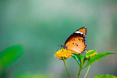  Danaus chrysippus, Afrika kraliçesi, Asya, Avustralya ve Afrika 'da yaygın olarak görülen orta büyüklükte bir kelebek türüdür. Fırça ayaklı kelebek familyası Nymphalidae 'nin Danainae alt familyasına aittir.