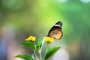  Danaus chrysippus, Afrika kraliçesi, Asya, Avustralya ve Afrika 'da yaygın olarak görülen orta büyüklükte bir kelebek türüdür. Fırça ayaklı kelebek familyası Nymphalidae 'nin Danainae alt familyasına aittir.