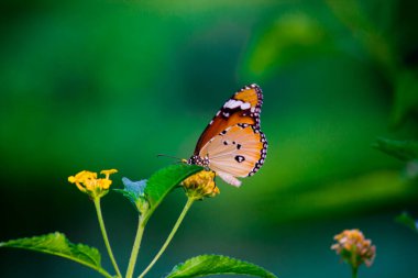  Danaus chrysippus, Afrika kraliçesi, Asya, Avustralya ve Afrika 'da yaygın olarak görülen orta büyüklükte bir kelebek türüdür. Fırça ayaklı kelebek familyası Nymphalidae 'nin Danainae alt familyasına aittir.