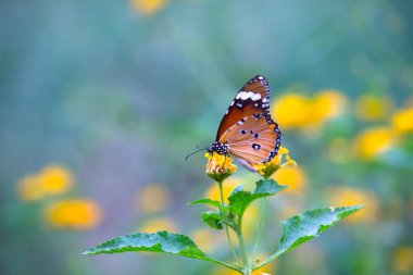  Danaus chrysippus, Afrika kraliçesi, Asya, Avustralya ve Afrika 'da yaygın olarak görülen orta büyüklükte bir kelebek türüdür. Fırça ayaklı kelebek familyası Nymphalidae 'nin Danainae alt familyasına aittir.
