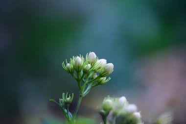 Çiçek ya da çiçek olarak da bilinen çiçek, çiçek açan bitkilerde bulunan üreme yapısıdır. Bir çiçeğin biyolojik işlevi üremeyi kolaylaştırmaktır, genellikle spermlerin yumurta ile birleşmesi için bir mekanizma sağlayarak.