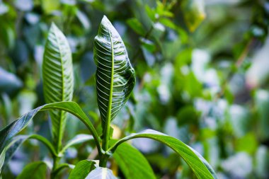 Yaprak, damarsal bitki sapının temel yan uzantısıdır ve genellikle yerin üstünde bulunur ve fotosentez için özelleşmiştir. Yapraklar, gövde, çiçek ve meyve bir arada çekim sistemini oluşturur. Yapraklar toplu olarak yeşillik olarak adlandırılır, 