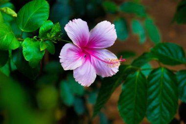  Hibiscus, Malvaceae familyasından bir bitki cinsidir. Dünya çapında ılıman, subtropikal ve tropikal bölgelere özgü birkaç yüz türden oluşan cins oldukça büyüktür..