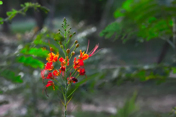 Delonix Regia Вид Цветущих Растений Семейства Fabaceae Подсемейства Caesalpinioideae Родом — стоковое фото
