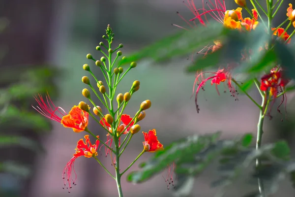 Delonix Regia Una Especie Planta Fanerógama Perteneciente Familia Fabaceae Destaca — Foto de Stock