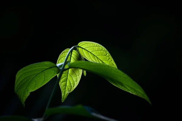 Plantas Follaje Selva Tropical Arbustos Helechos Hojas Verdes Filodendros Hojas —  Fotos de Stock