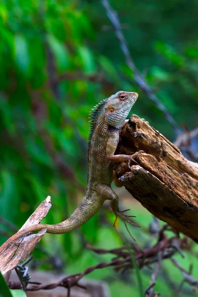 The oriental garden lizard, eastern garden lizard, Indian garden lizard, common garden lizard, bloodsucker,  or changeable lizard is an agamid lizard found widely distributed in indo-Malaya.
