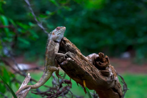 The oriental garden lizard, eastern garden lizard, Indian garden lizard, common garden lizard, bloodsucker,  or changeable lizard is an agamid lizard found widely distributed in indo-Malaya.