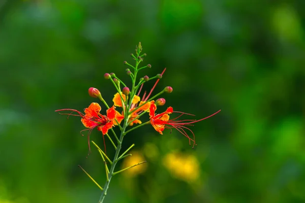 Flam Boyant Flame Tree Royal Poincana Delonix Regiaは 豆科の植物で 明るい橙色の花種です — ストック写真