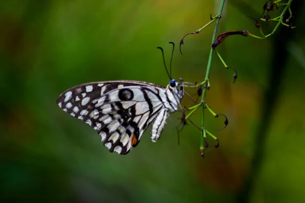 리오데몰 레우스 Papilio Demoleus 흔하고 분포된 호랑나비이다 나비는 호랑나비로 도알려져 — 스톡 사진