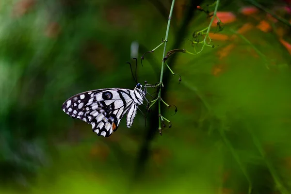 パフィリオ ドゥローレウスは広く普及しているツバメテールの蝶である この蝶はライム蝶 レモン蝶 ライムスワローテール チェックされたスワローテールとしても知られています これらの一般的な名前は 彼らのホスト植物 — ストック写真