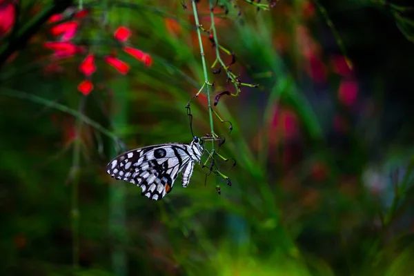 Papilio Demoleus Běžný Rozšířený Vlaštovčí Motýl Motýl Také Znám Jako — Stock fotografie