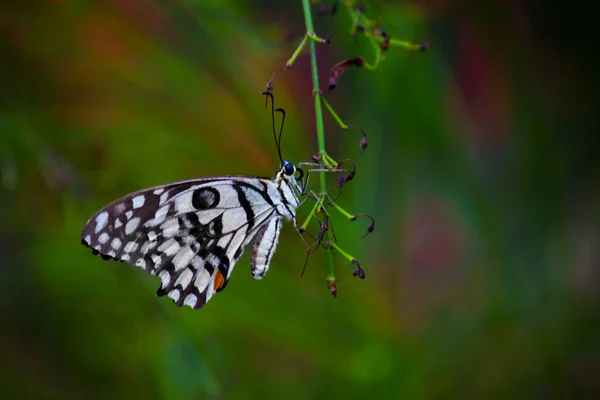 리오데몰 레우스 Papilio Demoleus 흔하고 분포된 호랑나비이다 나비는 호랑나비로 도알려져 — 스톡 사진