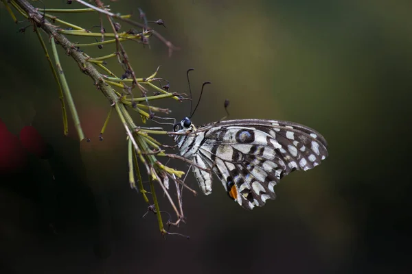 Papilio Demoleus Распространенная Широко Распространенная Ласточковая Бабочка Бабочка Известна Бабочка — стоковое фото