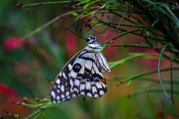 Papilio Demoleus Běžný Rozšířený Vlaštovčí Motýl Motýl Také Znám Jako — Stock fotografie