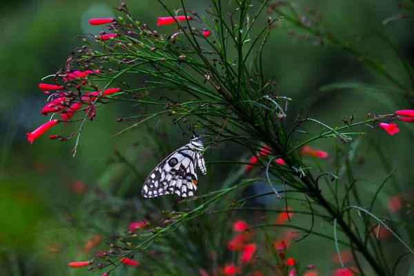 Papilio Demoleus Una Mariposa Golondrina Común Generalizada Mariposa También Conocida —  Fotos de Stock
