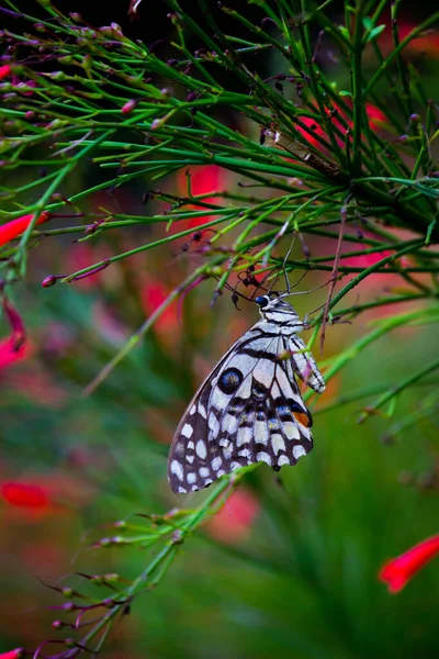 蝶蝶是一种常见的 广泛分布的燕尾蝶 蝴蝶也被称为石灰蝴蝶 柠檬蝴蝶 石灰燕尾蝶和方格燕尾蝶 这些普通的名字是指它们的宿主植物 — 图库照片