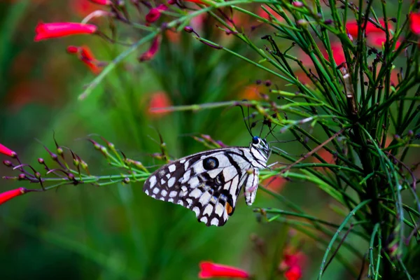 Papilio Demoleus Ist Ein Weit Verbreiteter Schwalbenschwanzschmetterling Der Schmetterling Ist — Stockfoto