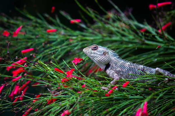 Lézard Jardin Oriental Lézard Jardin Oriental Lézard Jardin Indien Lézard — Photo