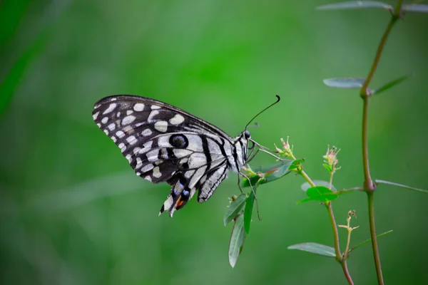 Papilio Demoleus Ist Ein Weit Verbreiteter Schwalbenschwanzschmetterling Der Schmetterling Ist — Stockfoto