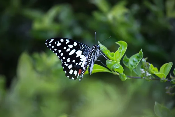 Papilio Demoleus Vanlig Och Utbredd Svalgfjäril Fjärilen Också Känd Som — Stockfoto