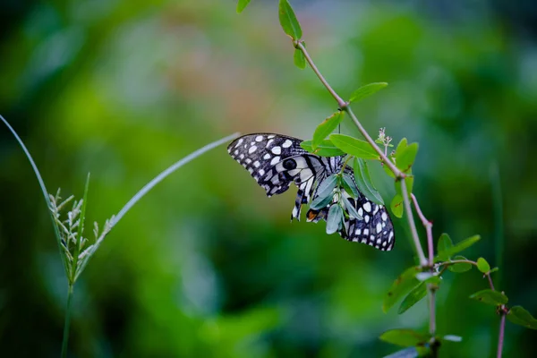 Papilio Demoleus Распространенная Широко Распространенная Ласточковая Бабочка Бабочка Известна Бабочка — стоковое фото