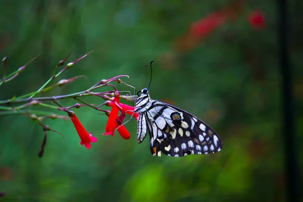 리오데몰 레우스 Papilio Demoleus 흔하고 분포된 호랑나비이다 나비는 호랑나비로 도알려져 — 스톡 사진