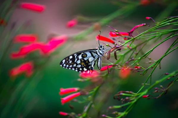 Papilio Demoleus Распространенная Широко Распространенная Ласточковая Бабочка Бабочка Известна Бабочка — стоковое фото