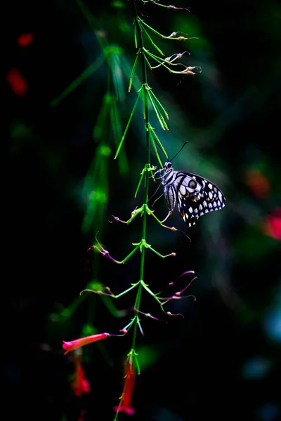 Papilio Demoleus Gyakori Széles Körben Elterjedt Fecskefarkú Pillangó Pillangó Ismert — Stock Fotó