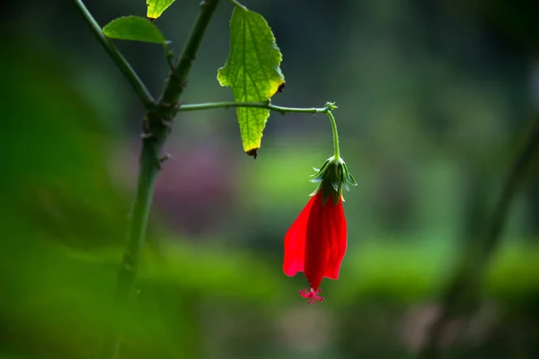 Hibiscus Género Plantas Con Flores Perteneciente Familia Malvaceae Género Bastante — Foto de Stock