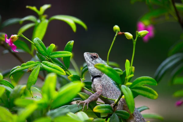 Lézard Jardin Oriental Lézard Jardin Oriental Lézard Jardin Indien Lézard — Photo