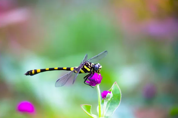 Vážka Hmyz Náležející Řádu Odonata Infrařád Anisoptera Pro Dospělé Vážky — Stock fotografie