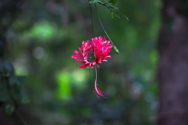 Hibiscus Malvaceae Familyasından Bir Bitki Cinsidir Dünya Çapında Ilıman Subtropikal — Stok fotoğraf