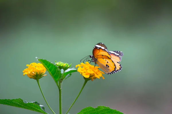 Danaus Chrysippus Noto Anche Come Tigre Regina Africana Monarca Africano — Foto Stock