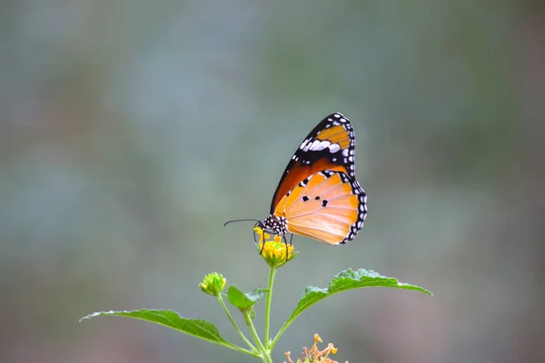 Danaus Chrysippus Известный Обычный Тигр Африканская Королева Африканский Монарх Является — стоковое фото