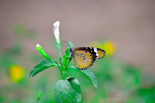 Danaus Chrysippus Also Known Plain Tiger African Queen African Monarch — Stock Photo, Image