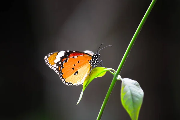 Danaus Chrysippus También Conocido Como Tigre Llano Reina Africana Monarca — Foto de Stock