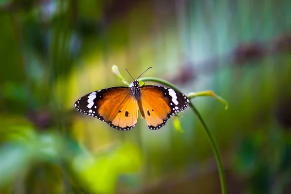 Danaus Chrysippus Également Connu Sous Nom Tigre Plaine Reine Africaine — Photo