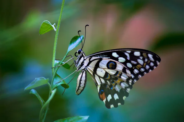 Papilio Demoleus Поширеним Поширеним Ластівковим Метеликом Метелик Також Називають Лимонним — стокове фото