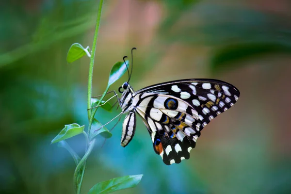 Papilio Demoleus Una Mariposa Golondrina Común Generalizada Mariposa También Conocida — Foto de Stock