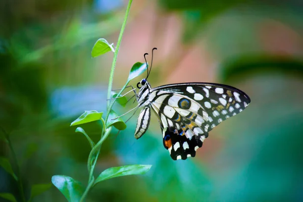 Papilio Demoleus Common Widespread Swallowtail Butterfly Butterfly Also Known Lime — Stock Photo, Image