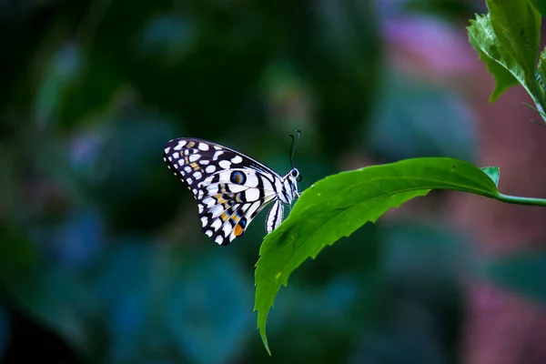 리오데몰 레우스 Papilio Demoleus 흔하고 분포된 호랑나비이다 나비는 호랑나비로 도알려져 — 스톡 사진